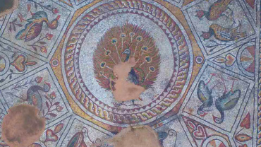 Паунът символизира вечния живот в ранното християнство. Неслучайно откриваме множество негови изображения в мозайките на Епископската базилика. Разкошното изображение на паун с разтворена опашка е център на композицията, която краси входа на Базиликата като част от сецна, изобразяваща извора на вечния живот.